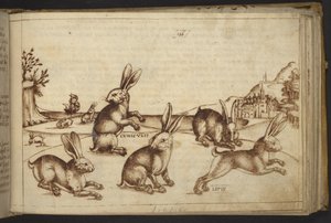 Rabbits (