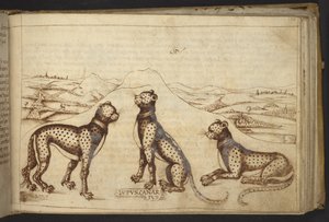 Add. 82955, f.170 Panther (
