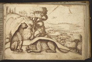 Leopards (