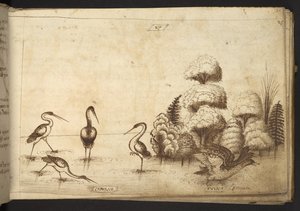Add. 82955, f.26 Wading birds (