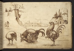 Chickens (