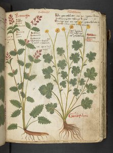 A herbal, Belluno