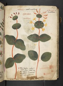 A herbal, Belluno by Italian School