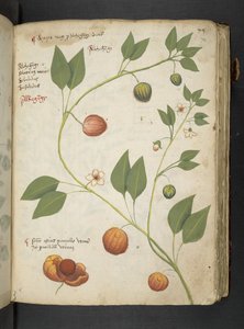 A herbal, Belluno