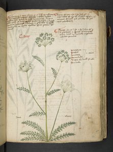 A herbal, Belluno by Italian School