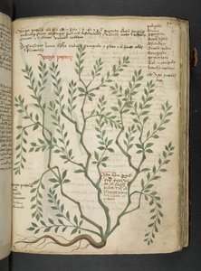 A herbal, Belluno by Italian School