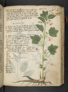 A herbal, Belluno by Italian School