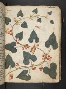 A herbal, Belluno by Italian School
