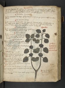 A herbal, Belluno