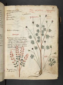 A Herbal, Belluno