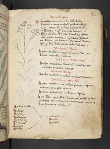 A Herbal, Belluno by Italian School