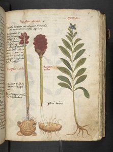 A Herbal, Belluno by Italian School