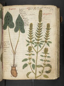 A Herbal, Belluno by Italian School