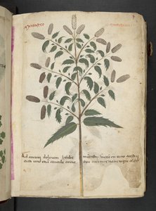 A Herbal, Belluno by Italian School