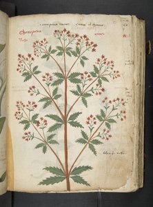 A Herbal, Belluno by Italian School