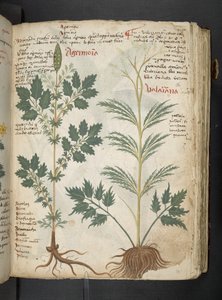 A Herbal, Belluno