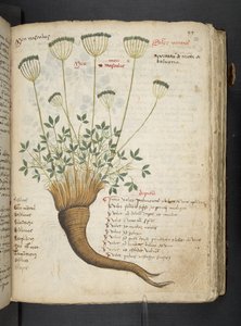 A Herbal, Belluno by Italian School