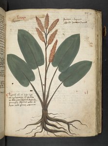 A Herbal, Belluno by Italian School