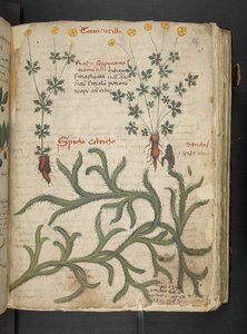 A Herbal, Belluno by Italian School