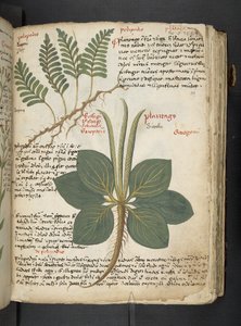 A Herbal, Belluno