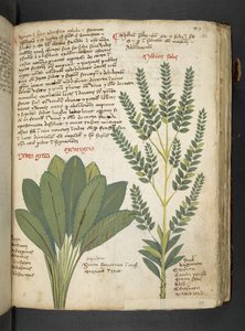A Herbal, Belluno