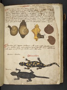 Chiocciole and Salamandra, from A Herbal, Belluno by Italian School
