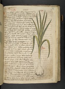 De Allio, A Herbal, Belluno by Italian School