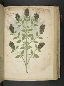 Consolida, from A Herbal, Belluno by Italian School