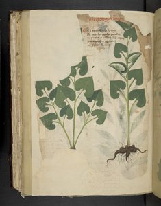 Anthurium, from A Herbal, Belluno by Italian School
