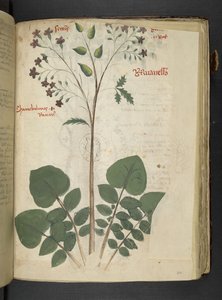 A Herbal, Belluno