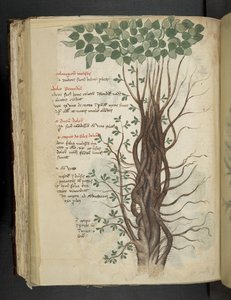 Mangrove Tree, from A Herbal, Belluno by Italian School