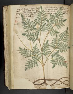 A Herbal, Belluno by Italian School