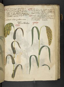 A herbal, Belluno by Italian School