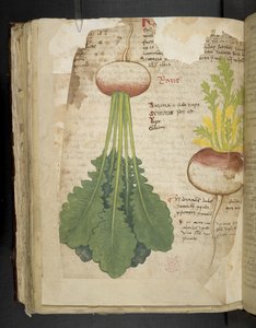 A herbal, Belluno by Italian School