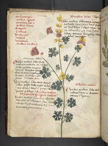 A herbal, Belluno