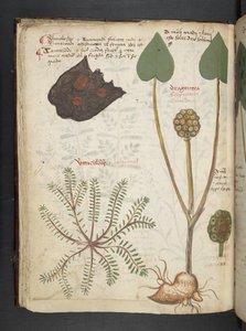 A Herbal, Belluno by Italian School
