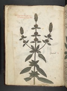 A Herbal, Belluno by Italian School