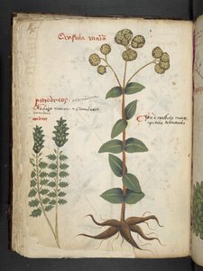 A Herbal, Belluno by Italian School