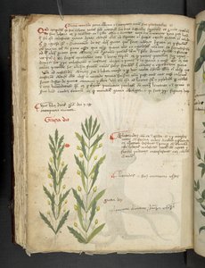 A herbal, Belluno by Italian School