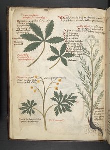 A Herbal, Belluno by Italian School