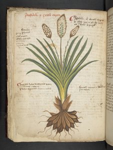 A Herbal, Belluno by Italian School