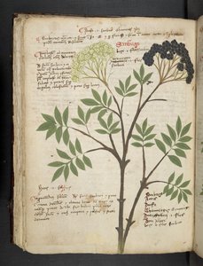 A herbal, Belluno by Italian School