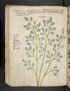 A Herbal, Belluno by Italian School