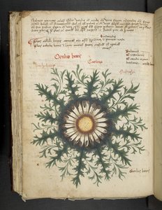 Carlina, A herbal, Belluno by Italian School