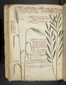 Orzo, from A Herbal, Belluno by Italian School