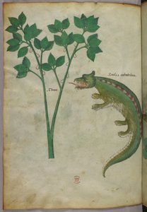 Botanical and animal illustration of a plant and a crocodile, c.1440 by Italian School