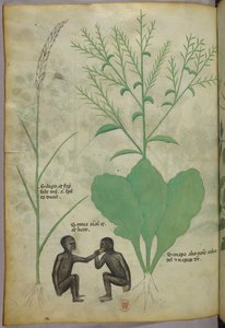 Botanical and animal illustration of a plant and two monkeys, c.1440 by Italian School