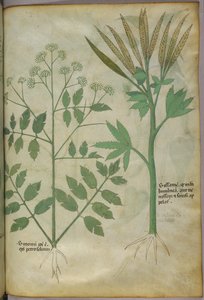 Botanical illustration, c.1440