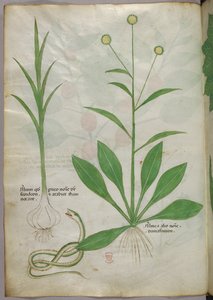 Botanical illustration, c.1440