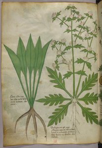 Botanical illustration, c.1440